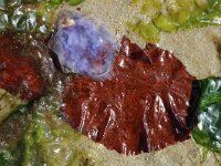 Grateloupia turuturu