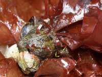 Grateloupia turuturu 3, Slijmerige drakentong, Saxifraga-Foto Fitis-Sytske Dijksen