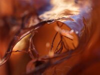 Grateloupia turuturu 4, Slijmerige drakentong, Saxifraga-Foto Fitis-Sytske Dijksen