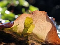 Grateloupia turuturu 6, Slijmerige drakentong, Saxifraga-Foto Fitis-Sytske Dijksen
