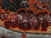 Hildenbrandia rubra 2, Wijnrood korstwier, Saxifraga-Foto Fitis-Sytske Dijksen