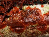 Hildenbrandia rubra 3, Wijnrood korstwier, Saxifraga-Foto Fitis-Sytske Dijksen