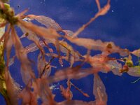 Hypoglossum woordwardii