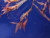 Hypoglossum woordwardii 2, Saxifraga-Foto Fitis-Sytske Dijksen