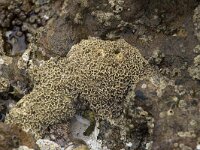 Lithophyllum tortuosum