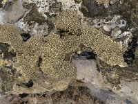 Lithophyllum tortuosum 2, Saxifraga-Willem van Kruijsbergen