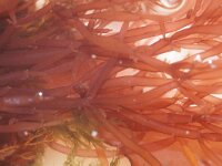 Lomentaria articulata 2, Rood worstjeswier, Saxifraga-Foto Fitis-Sytske Dijksen