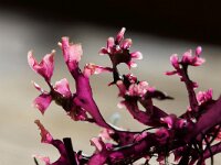 Mastocarpus stellatus 3, Kernwier, Saxifraga-Foto Fitis-Sytske Dijksen