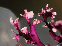 Mastocarpus stellatus 4, Kernwier, Saxifraga-Foto Fitis-Sytske Dijksen