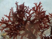 Mastocarpus stellatus 5, Kernwier, Saxifraga-Foto Fitis-Sytske Dijksen