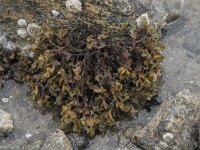 Mastocarpus stellatus 7, Kernwier, Saxifraga-Willem van Kruijsbergen