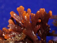 Osmundea 3 sp, Saxifraga-Foto Fitis-Sytske Dijksen