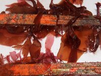 Palmaria 2 sp, Saxifraga-Foto Fitis-Sytske Dijksen