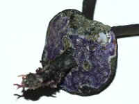 Phymatolithon lenormandii