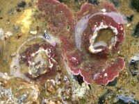 Phymatolithon lenormandii 4, Roze kalkkorstwier, Saxifraga-Foto Fitis-Sytske Dijksen