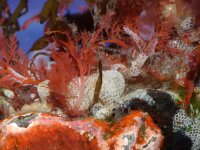 Plocamium cartilagineum 2, Kamwier, Saxifraga-Foto Fitis-Sytske Dijksen