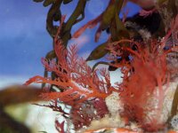 Plocamium cartilagineum 3, Kamwier, Saxifraga-Foto Fitis-Sytske Dijksen