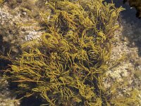 Sarcodiotheca gaudichaudii