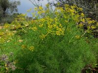 Cachrys sicula