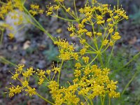 Cachrys sicula 10, Saxifraga-Ed Stikvoort