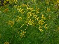 Cachrys sicula 2, Saxifraga-Ed Stikvoort