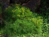 Cachrys sicula 3, Saxifraga-Ed Stikvoort
