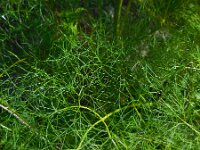 Cachrys sicula 4, Saxifraga-Ed Stikvoort