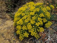 Cachrys trifida