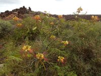 Caesalpinia gilliesi