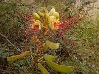 Caesalpinia gilliesii 2, Saxifraga-Ed Stikvoort