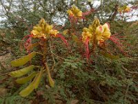 Caesalpinia gilliesii 3, Saxifraga-Ed Stikvoort