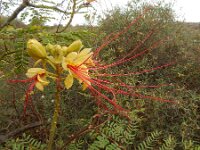 Caesalpinia gilliesii 4, Saxifraga-Ed Stikvoort