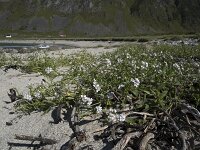 Cakile arctica 2, Saxifraga-Willem van Kruijsbergen