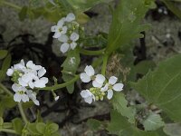 Cakile arctica 3, Saxifraga-Willem van Kruijsbergen