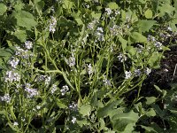 Cakile arctica 4, Saxifraga-Willem van Kruijsbergen