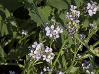Cakile arctica 5, Saxifraga-Willem van Kruijsbergen
