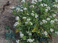 Cakile maritima, Sea Rocket