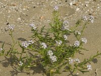 Cakile maritima 11, Zeeraket, Saxifraga-Jan van der Straaten