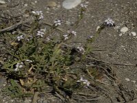 Cakile maritima 14, Saxifraga-Willem van Kruijsbergen