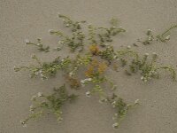 Cakile maritima 16, Zeeraket, Saxifraga-Willem van Kruijsbergen