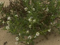 Cakile maritima 18, Zeeraket, Saxifraga-Willem van Kruijsbergen