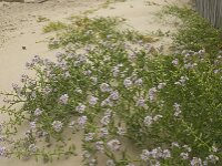 Cakile maritima 21, Zeeraket, Saxifraga-Jan van der Straaten