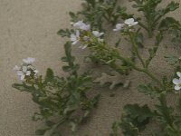 Cakile maritima 22, Zeeraket, Saxifraga-Willem van Kruijsbergen