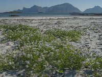 Cakile maritima 31, Zeeraket, Saxifraga-Jan van der Straaten