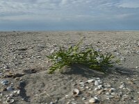 Cakile maritima 37, Zeeraket, Saxifraga-Willem van Kruijsbergen