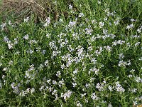 Cakile maritima 4, Zeeraket, Saxifraga-Jan van der Straaten