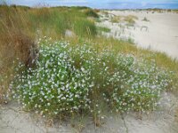 Cakile maritima 42, Zeeraket, Saxifraga-Ed Stikvoort