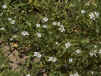 Cakile maritima 52, Zeeraket, Saxifraga-Willem van Kruijsbergen