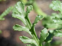 Cakile maritima 53, Zeeraket, Saxifraga-Sonja Bouwman