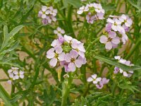 Cakile maritima 55, Zeeraket, Saxifraga-Hans Grotenhuis